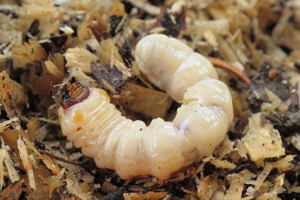 larva de escarabajo barbo