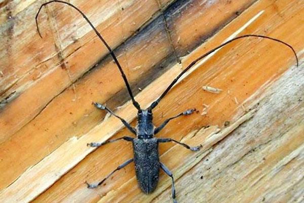 escarabajo barbo negro en la casa