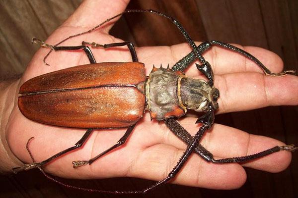 escarabajo barbo grande