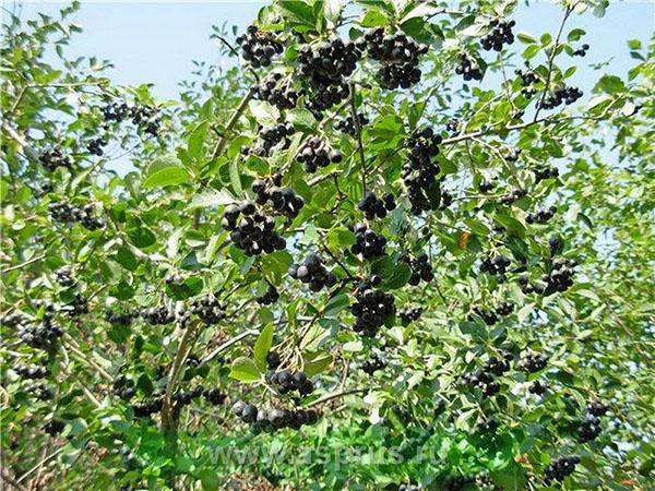 aronia