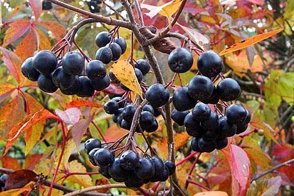 propriétés utiles de l'aronia