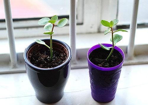 Esquejes plantados en macetas