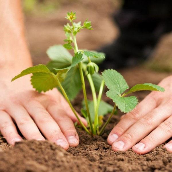 plantar una plántula en campo abierto.