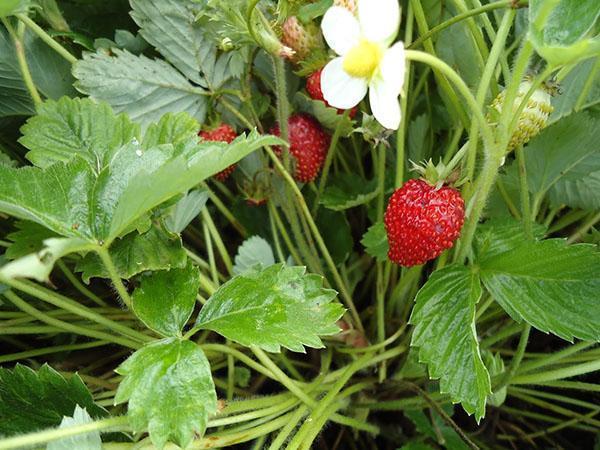 variedad de fresa Ali Baba