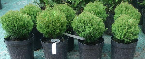 plantones de thuja Teddy