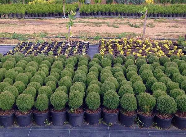 thuja teddy en la guardería