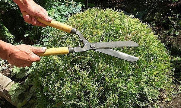 corte de pelo thuja teddy