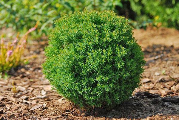 cubriendo el círculo del tronco de thuja teddy