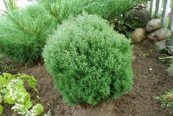 Thuja teddy en el macizo de flores