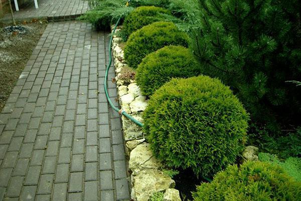 Thuja Teddy a lo largo del camino del jardín.