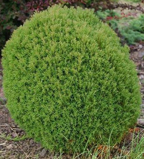 thuja western teddy