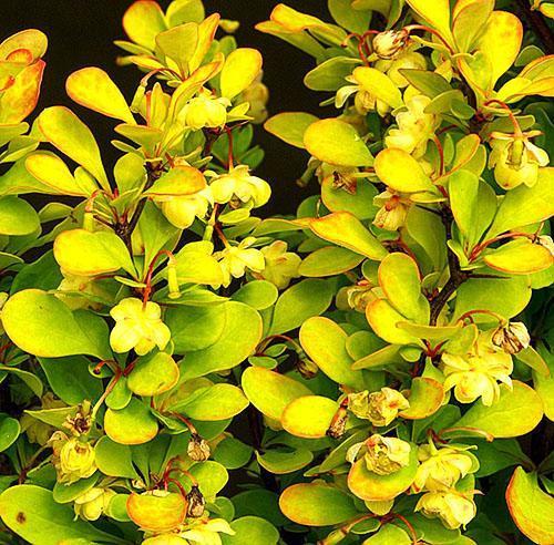 Cohete Dorado Barberry Thunberge