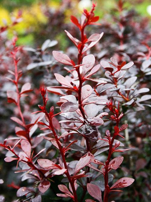 La dame rouge de l'épine-vinette Thunberg Dart