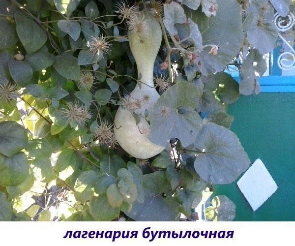 botella lagenaria