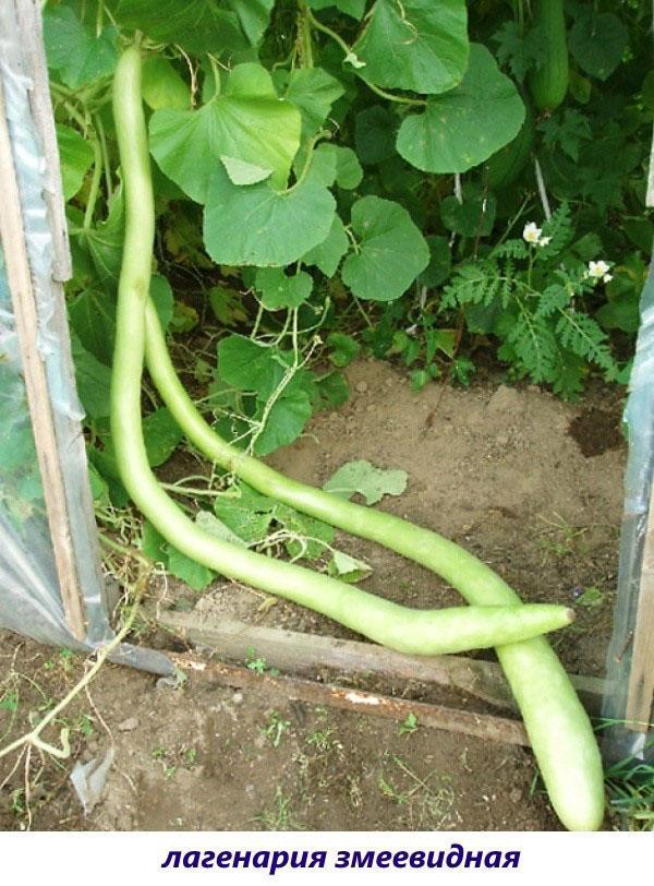 lagenaria serpentina