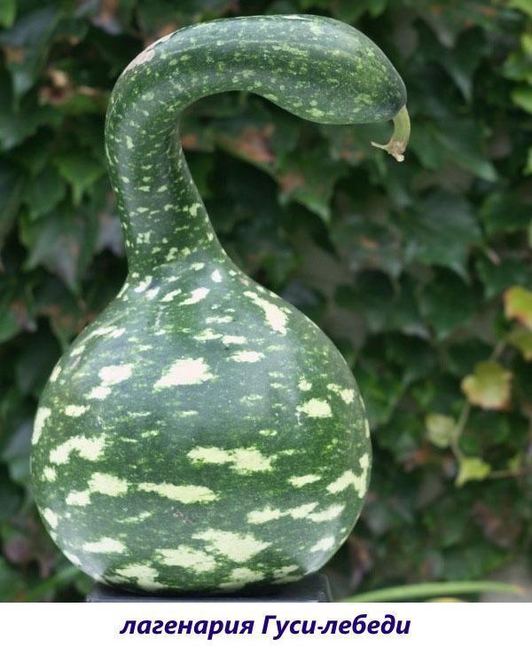 lagenaria gansos cisnes
