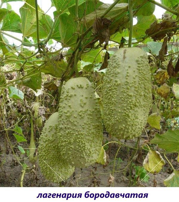 lagenaria verrugosa