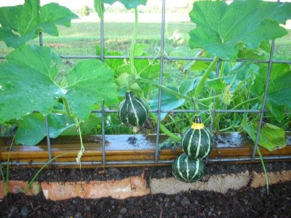 cultivamos lagenaria
