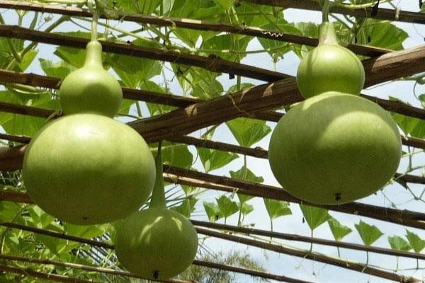 frutos de lagenaria en el arco