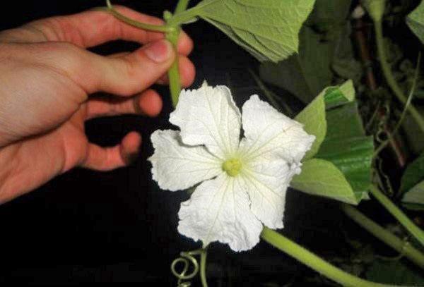 floraciones de laginaria