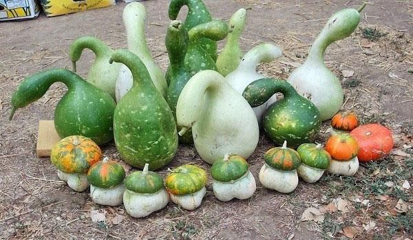 frutos inusuales de lagenaria