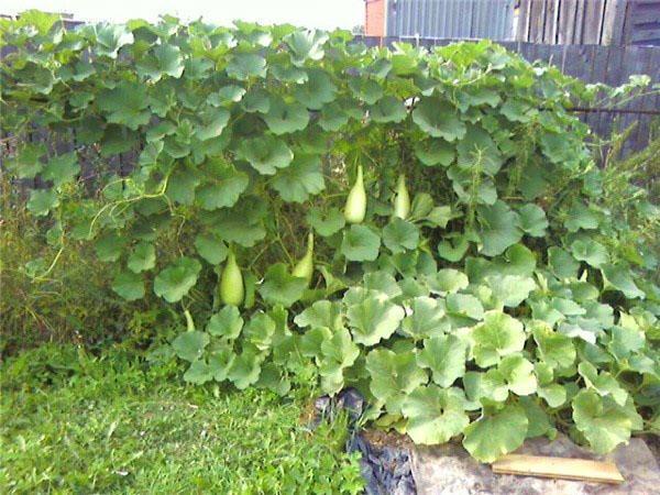 lagenaria en un enrejado