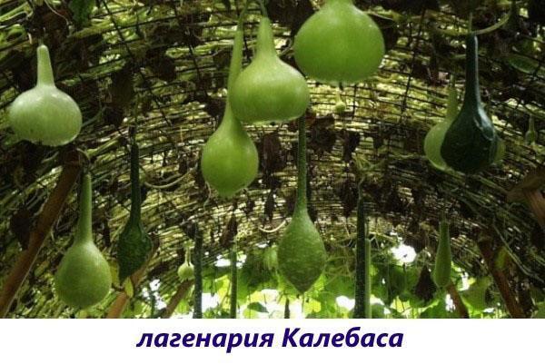 lagenaria calabaza