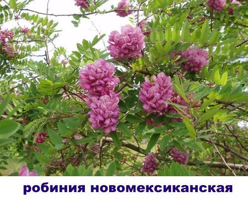 robinia nuevo mexicano