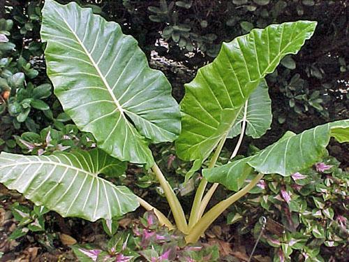 Alocasia à grosse racine