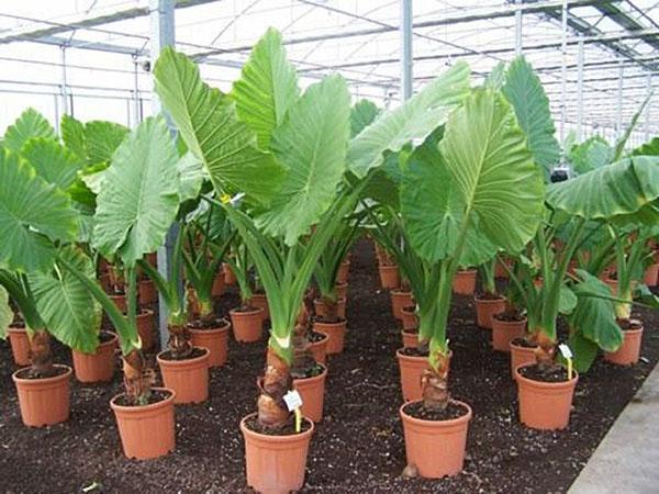 alocasia à grosses racines en pépinière