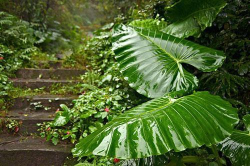 La teinture est fabriquée à partir de la plaque foliaire et de la tige de la plante.