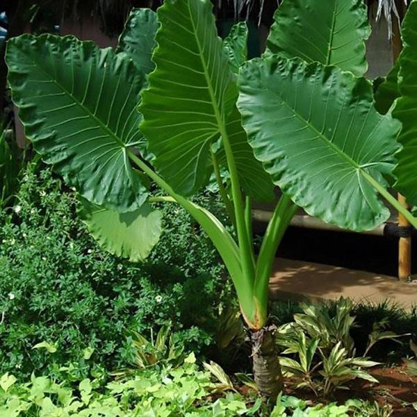 alocasia à grosses racines