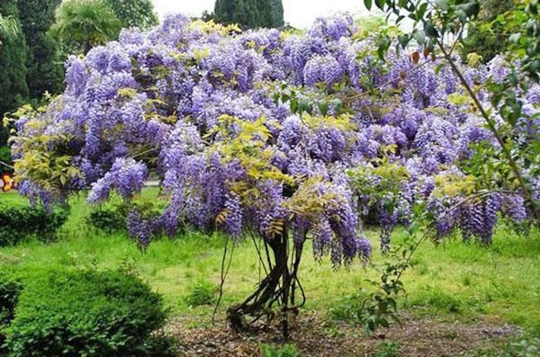 glycine arbustive