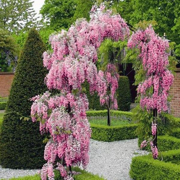 arco de jardín de glicina