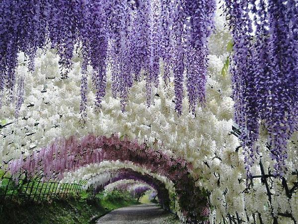 Túnel de glicinas en el jardín botánico.