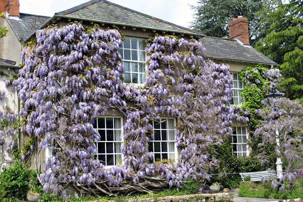 décoration de la maison glycine