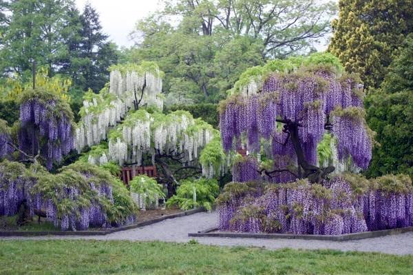 coupe de cheveux à plusieurs niveaux de glycine