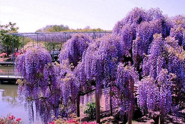 glycine au bord de l'étang