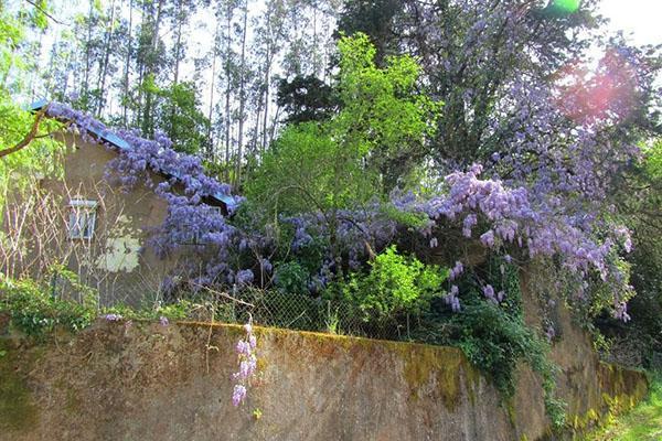 Saphir Bleu Glycine de Chine