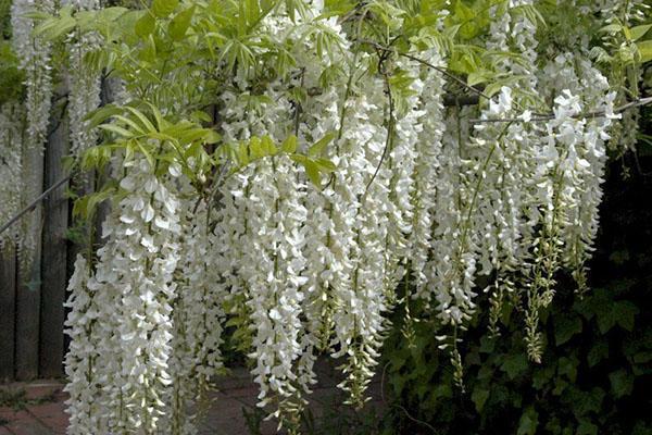 Glycine de Chine Alba