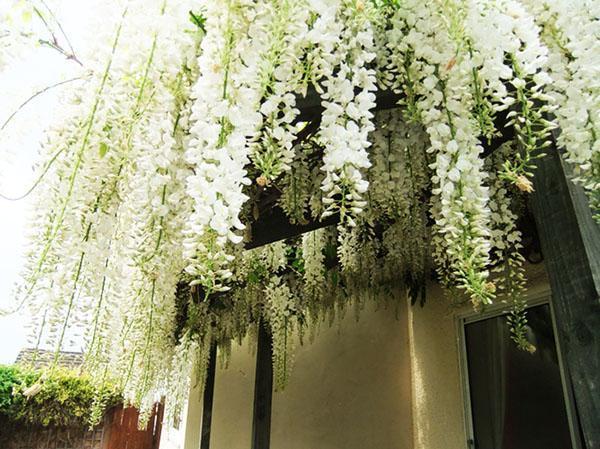 Wisteria abundante floración blanca