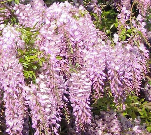 Wisteria Rosea profusamente floreciente