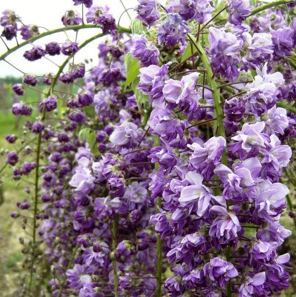 Wisteria Violaceo-plena floreciendo profusamente