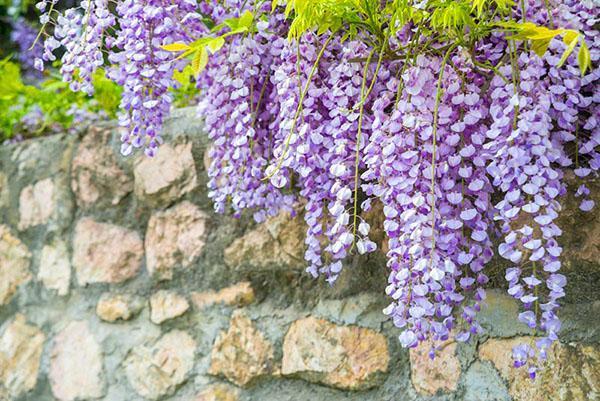 Wisteria Macrobotrys de floración profusa