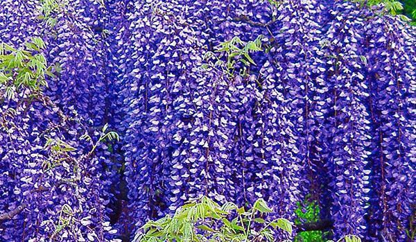 Wisteria Macrostachia Blue Moon