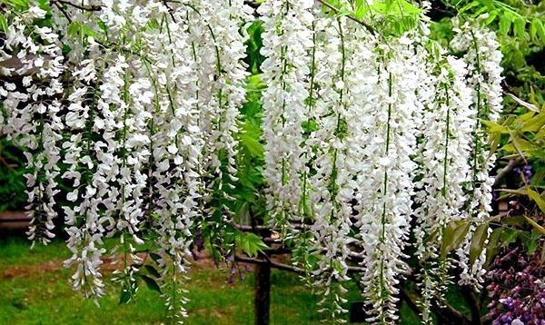 Wisteria Macrostachia Clara Mac