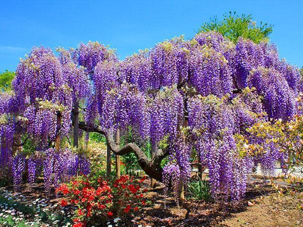 magnifique glycine dans le jardin