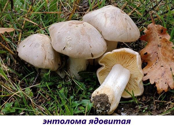 entoloma venenoso