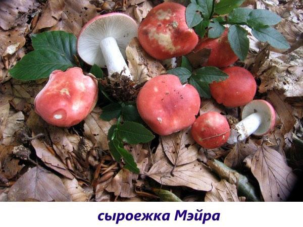 La russula de mayra