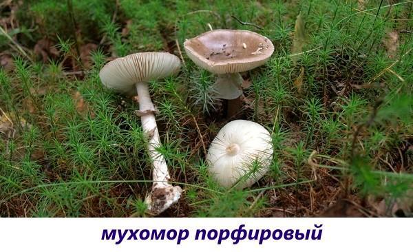 agaric de mouche de porphyre